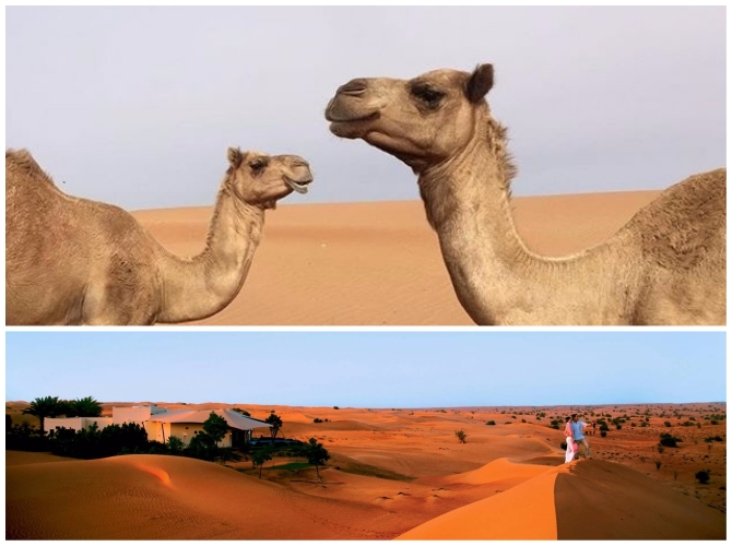 杜拜旅遊-騎駱駝