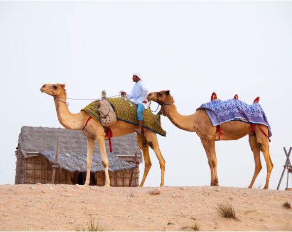 杜拜旅遊-騎駱駝