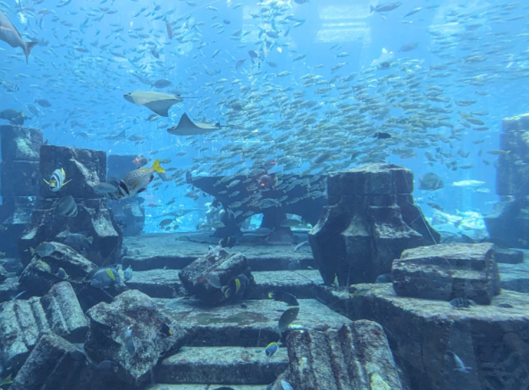 亞特蘭提斯-失落的寢宮水族館LOST CHAMBERS→退房前往沙漠渡假村→ Al Maha Desert Resort 沙漠綠洲渡假村